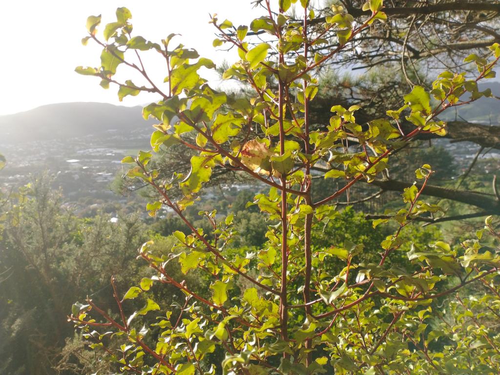 Red matipo Forest of Tawa (view near top) June 2022