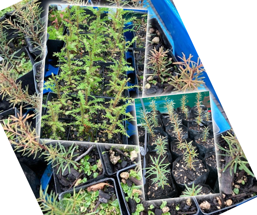 Do you recognise these podocarp&nbsp;seedlings?