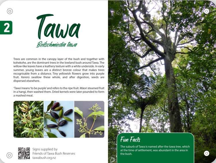2022 Redwood Bush Botanical Walk Sign for Tawa Tree