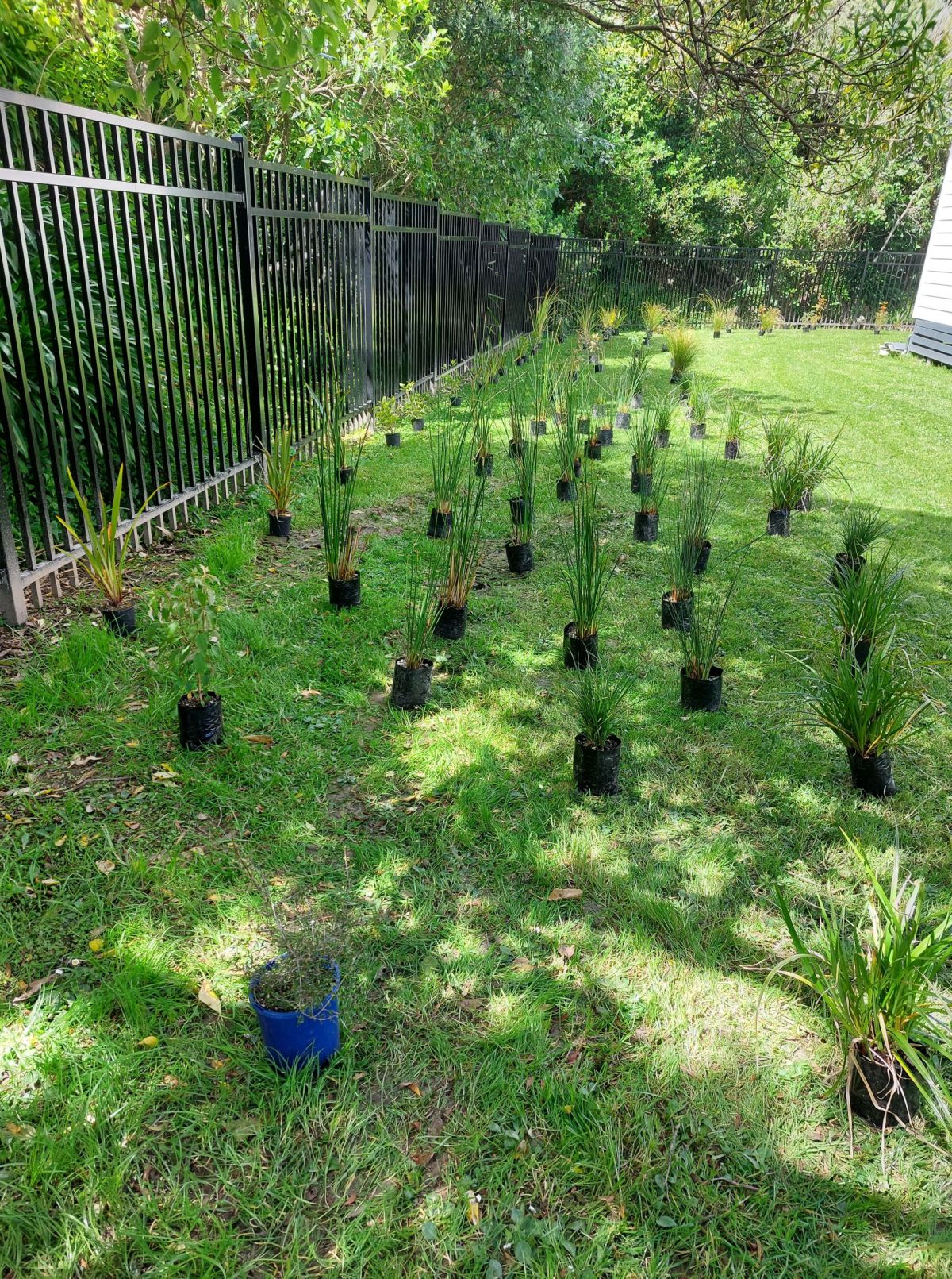 Nursery provides plants and assistance to KETE&nbsp;group