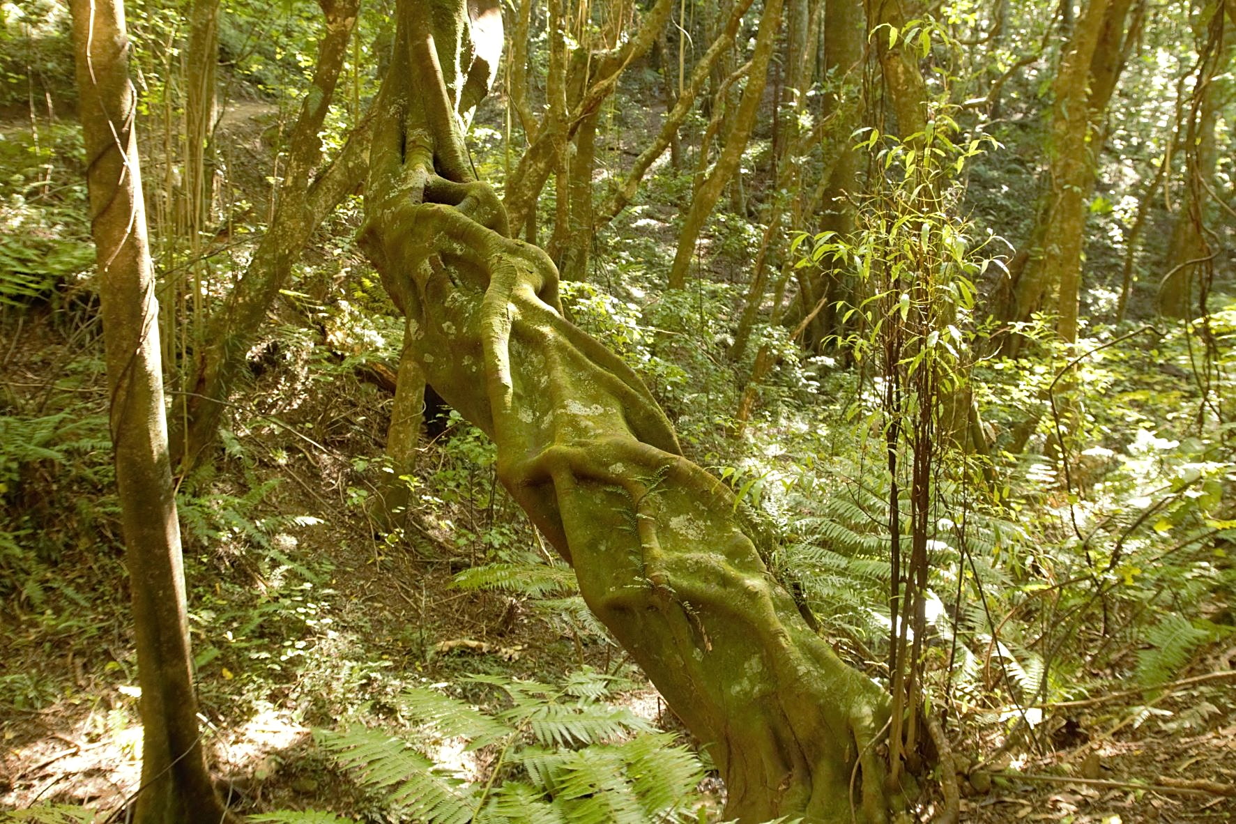 2022 Redwood Bush Contorted Tawa Trunk