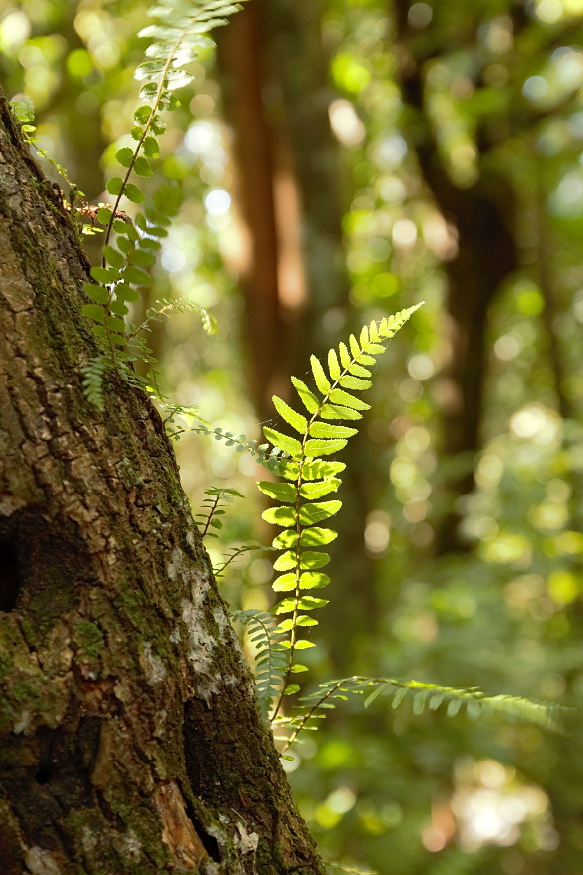 2022 Redwood bush fern