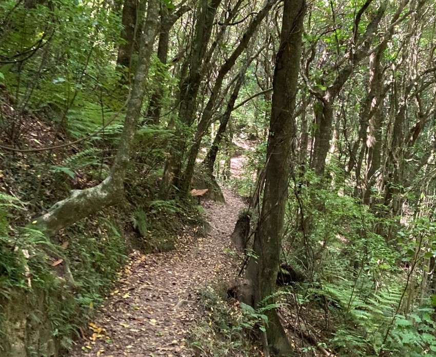 Guided native bush walk, 2pm Sunday 4 December&nbsp;2022