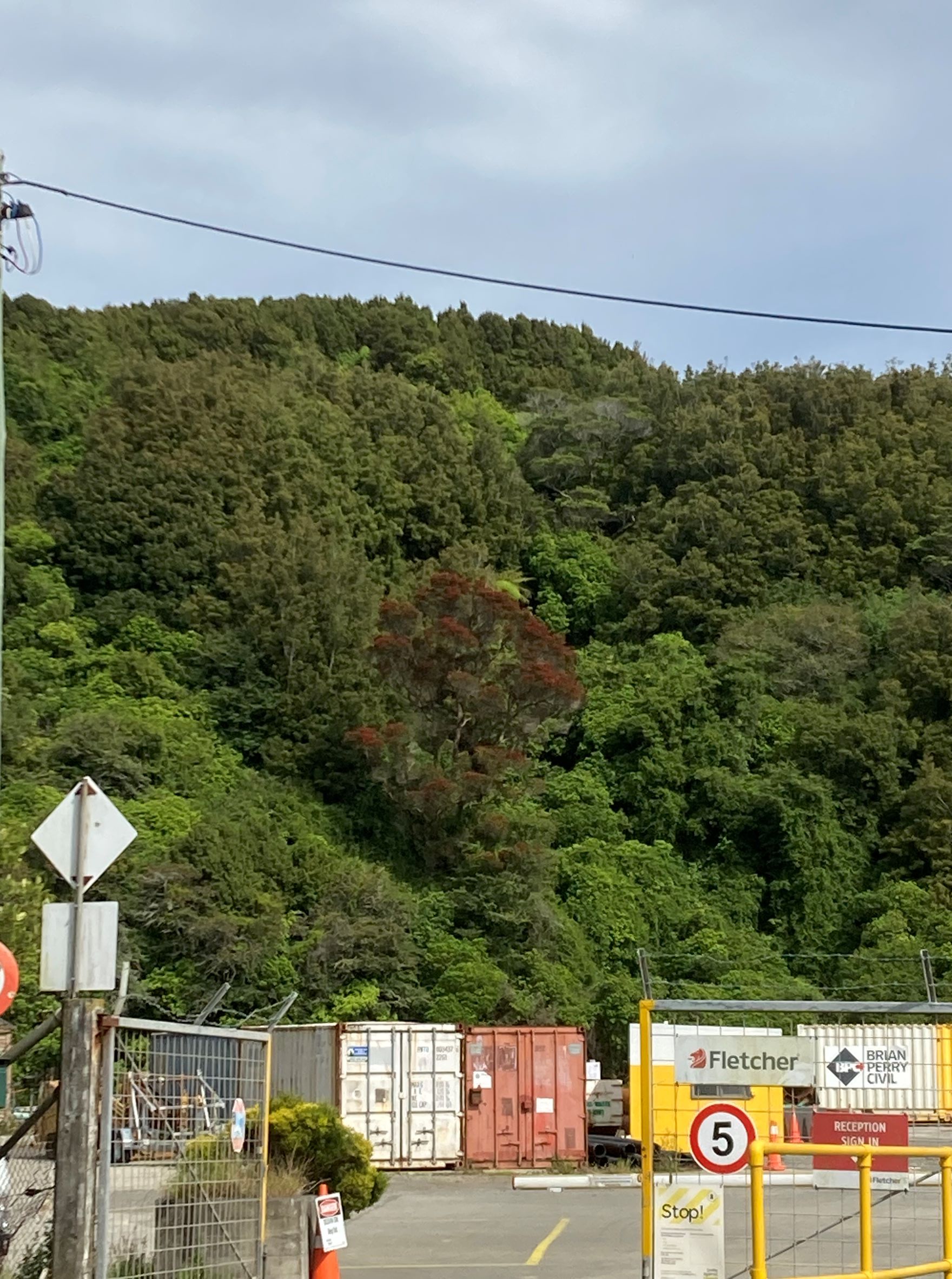 Woodburn Reserve northern rata in flower