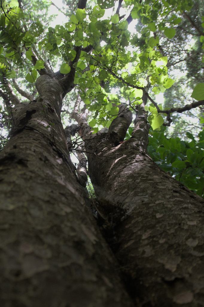 2022_12_04 Larsen Cres huge Matai tree