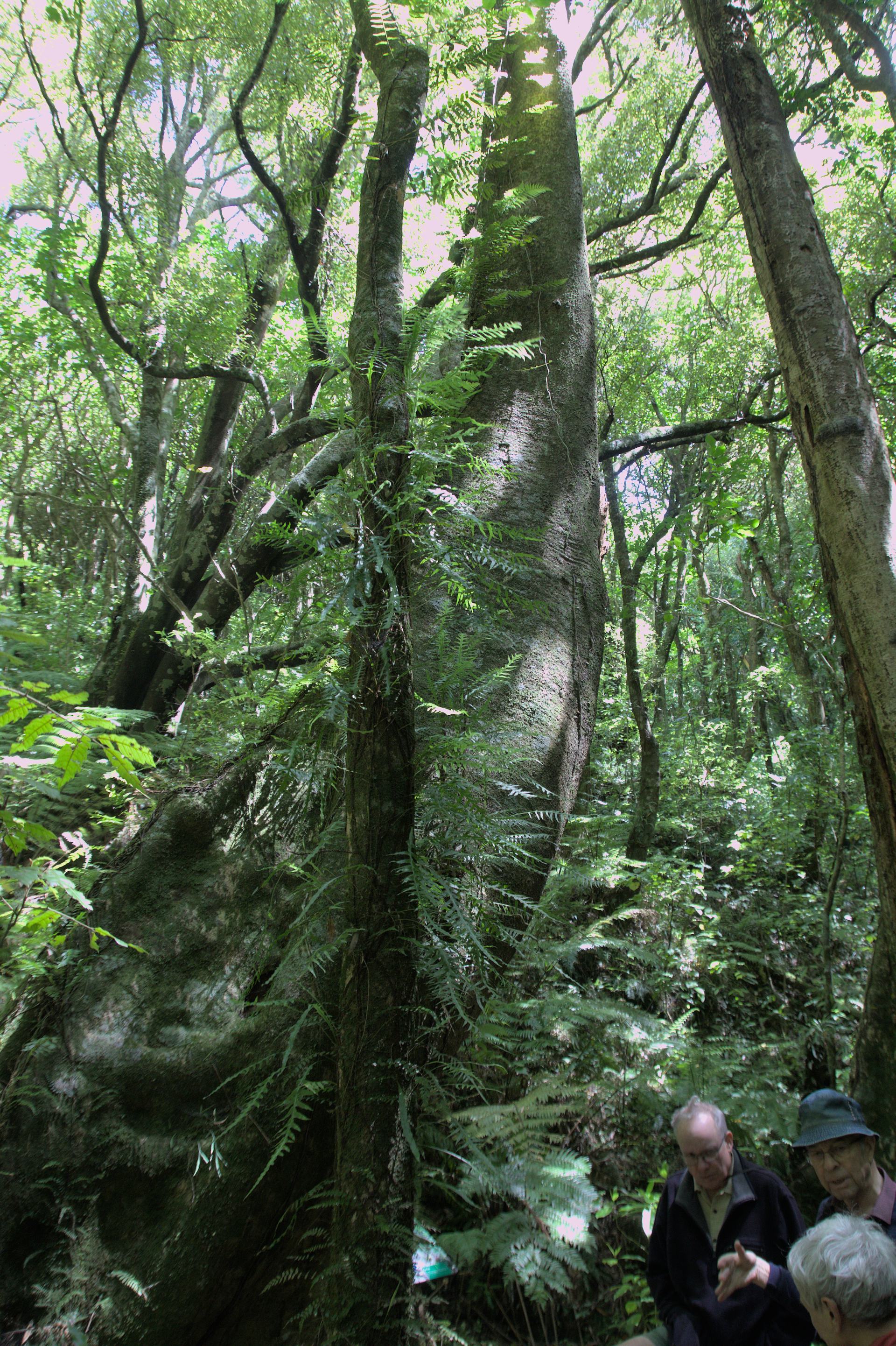 2022_12_04-redwood-bush-ferns