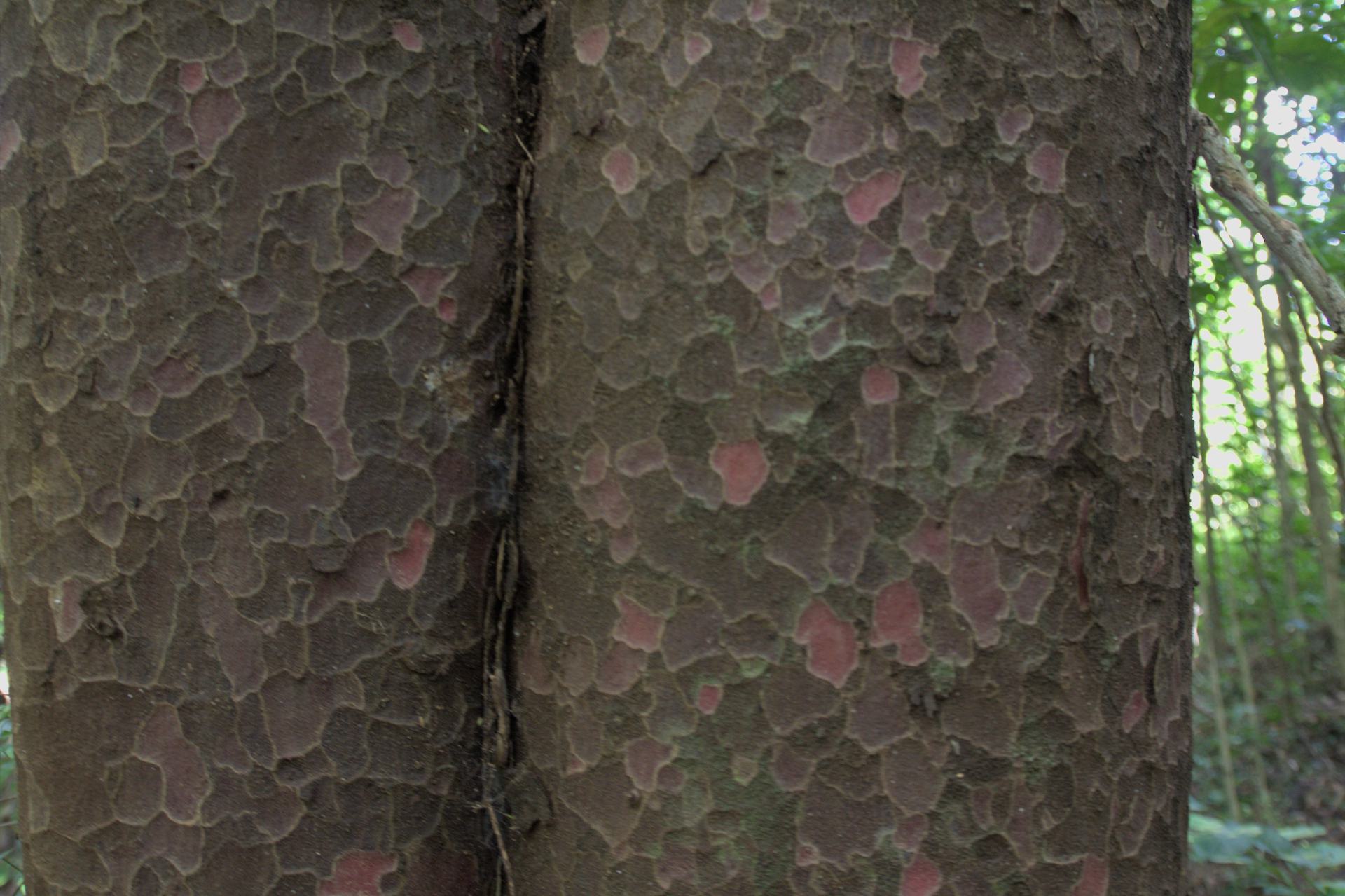 2022_12_04_larsen-cres matai