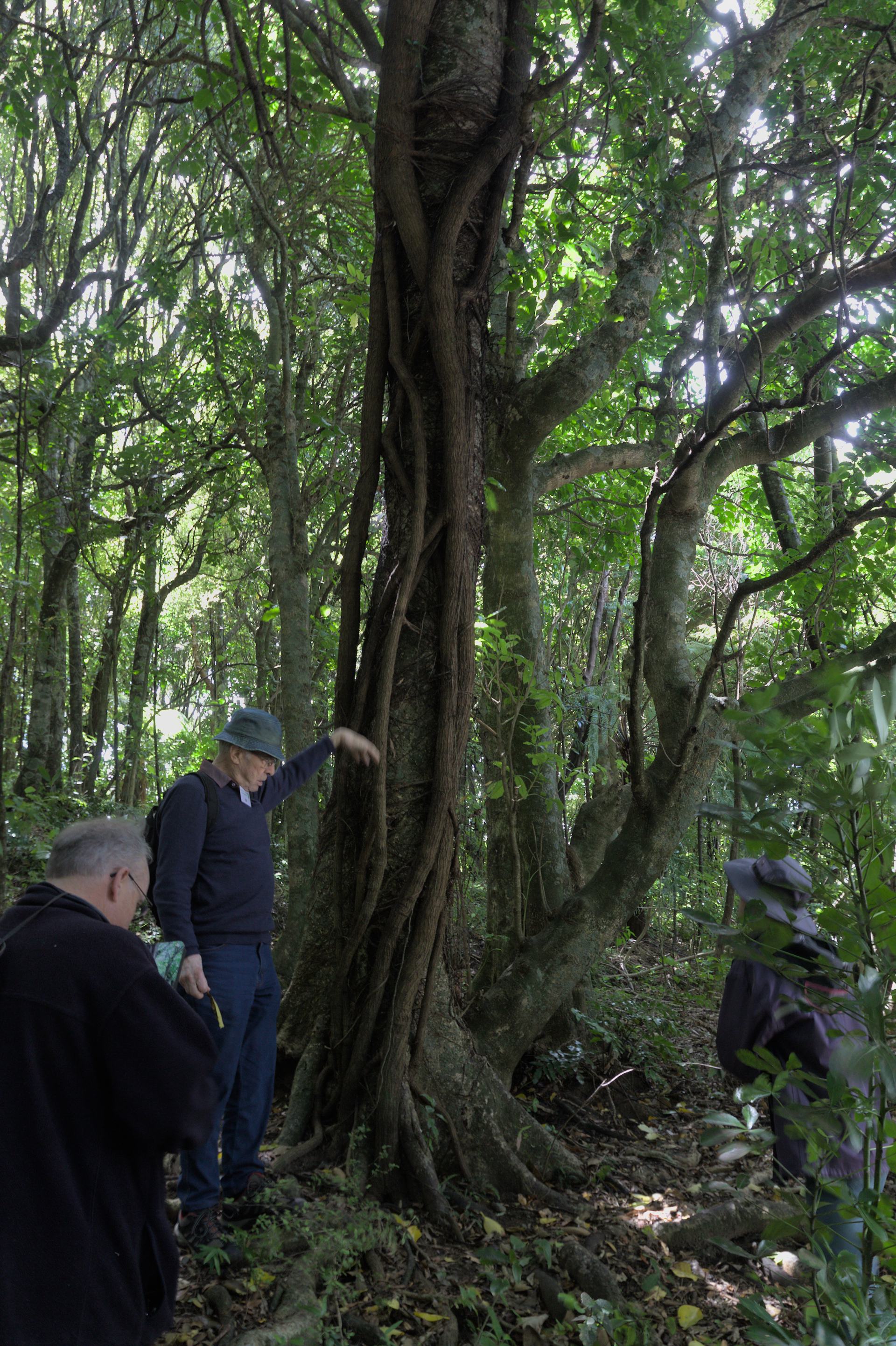 2022_12_04_Redwood Bush Guided walk Gil explains akapuka