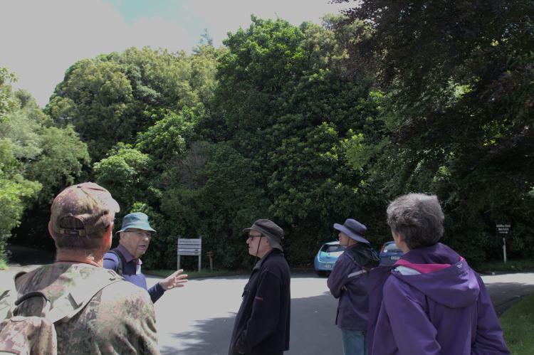 Public Redwood Bush walk, hosted by FOTBR on 4 December&nbsp;2022