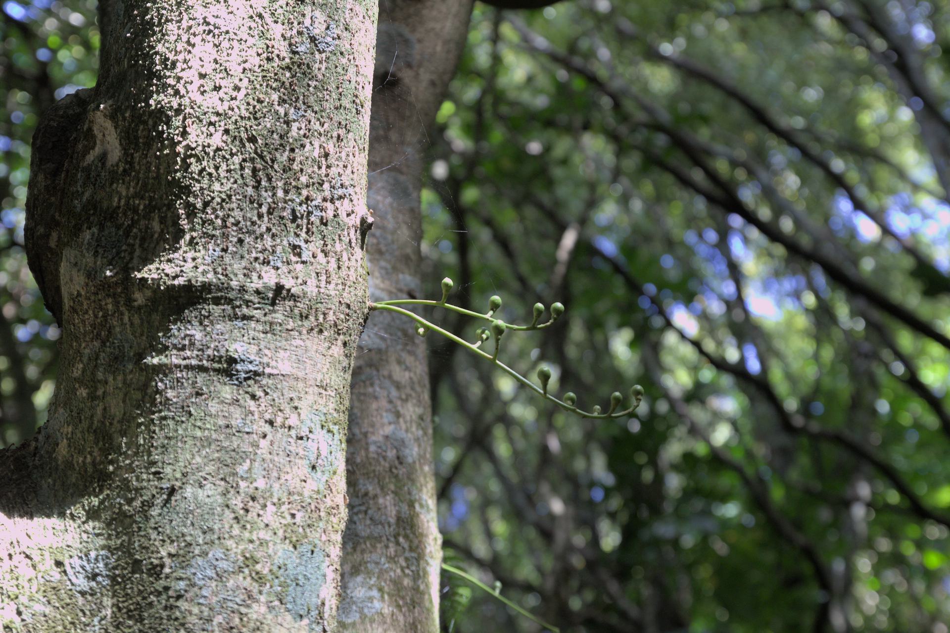2022_12_04_Redwood Bush Guided Walk Kohekohe