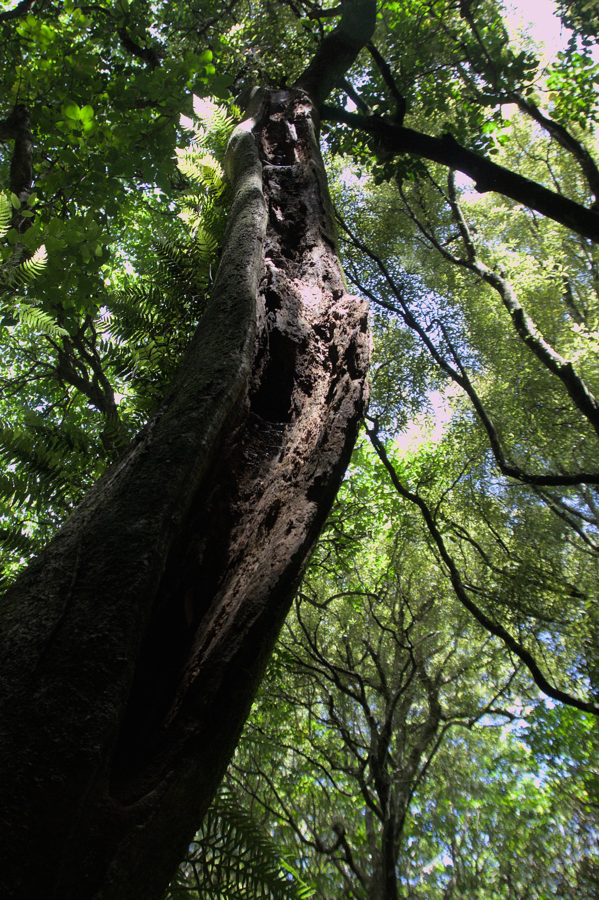 2022_12_04_Redwood Bush Guided Walk ligthening damage