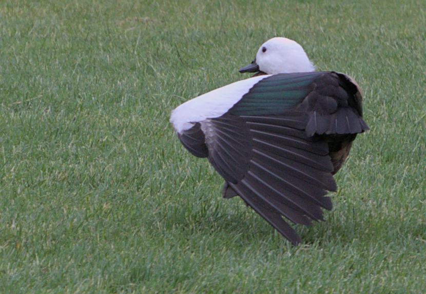 Putangitangi Paradise Shellduck female Lyndhurst Park Dec 2022
