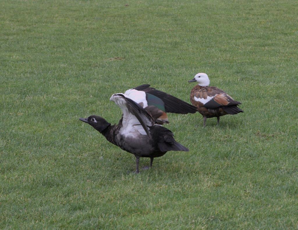 Putangitangi Paradise Shellducks drake wing fluffing Lyndhurst Park Dec 2022