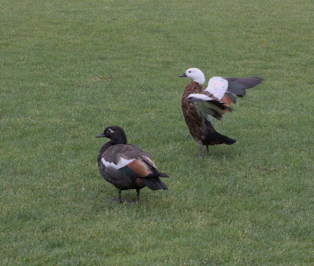 Putangitangi female wing fluffing Lyndhurst Park Dec 2022
