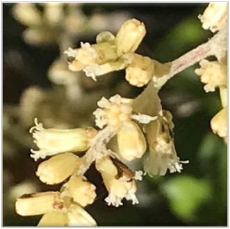 rangiora flower closeup