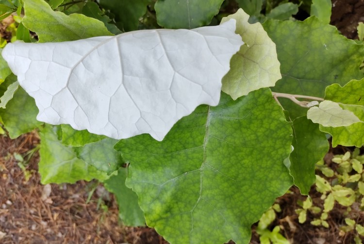 Know the native trees in Tawa reserves with Gil Roper – Brachyglottis repanda,&nbsp;Rangiora