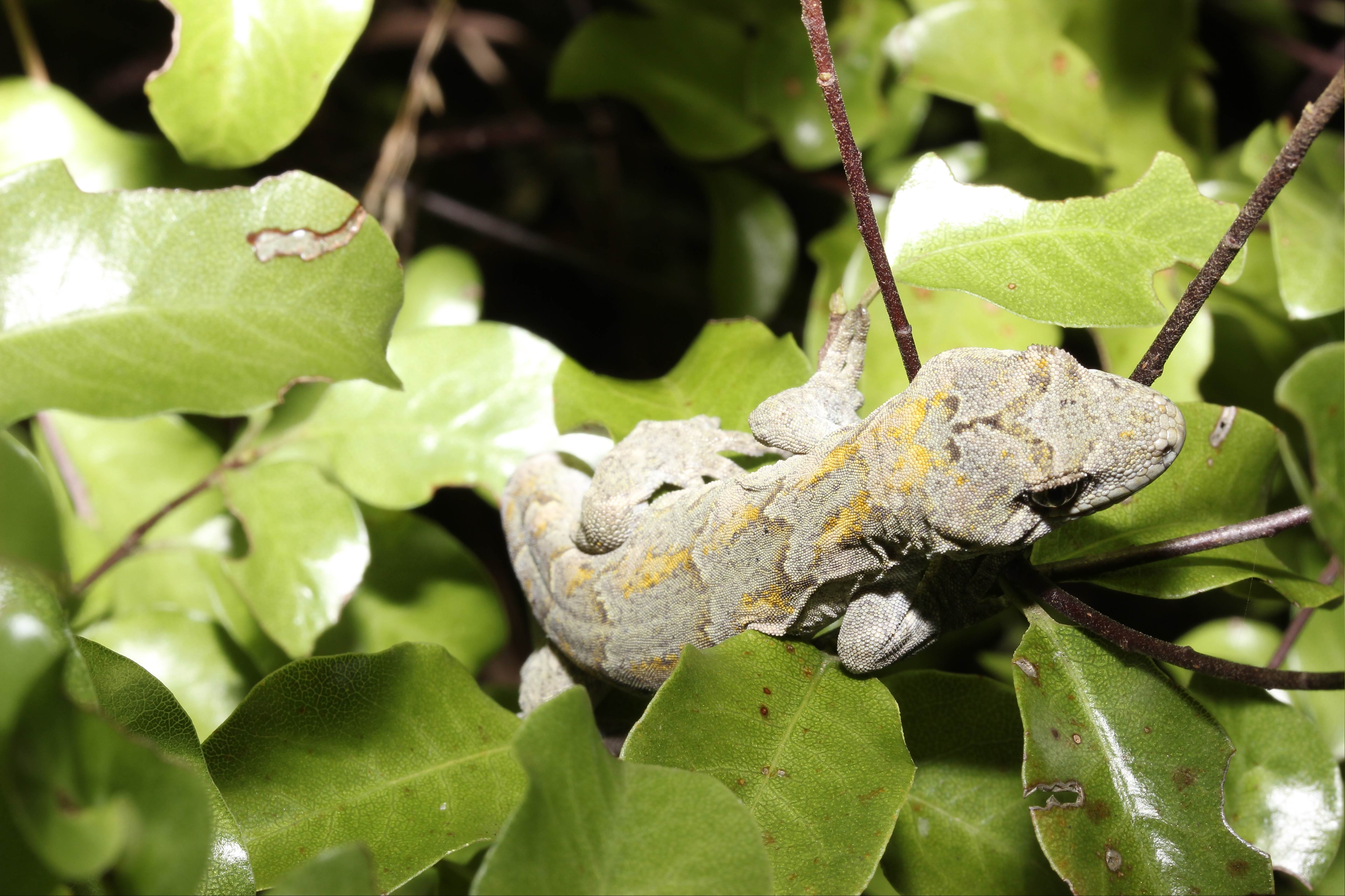 Ngahere gecko