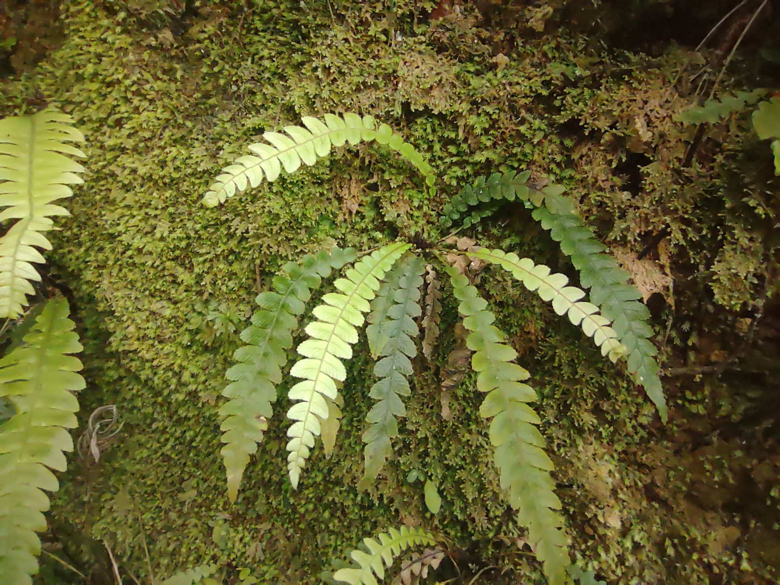 2023 Forest of Tawa fern on mossy bank