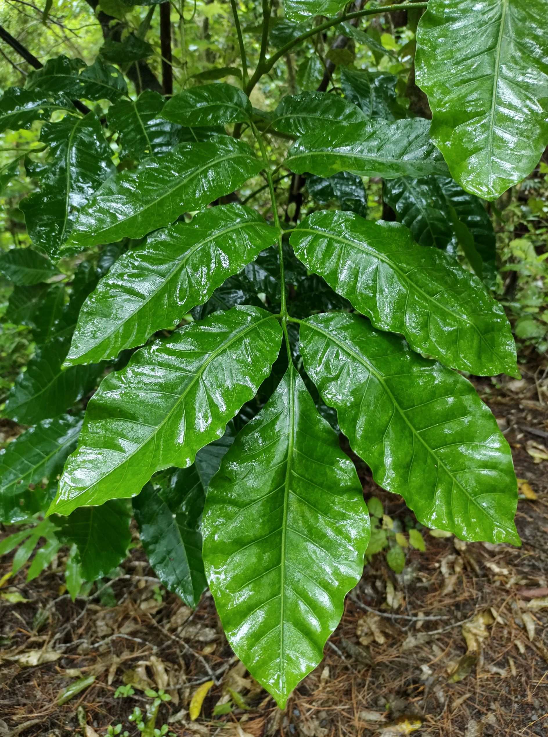 2023 Forest of Tawa Kohekohe
