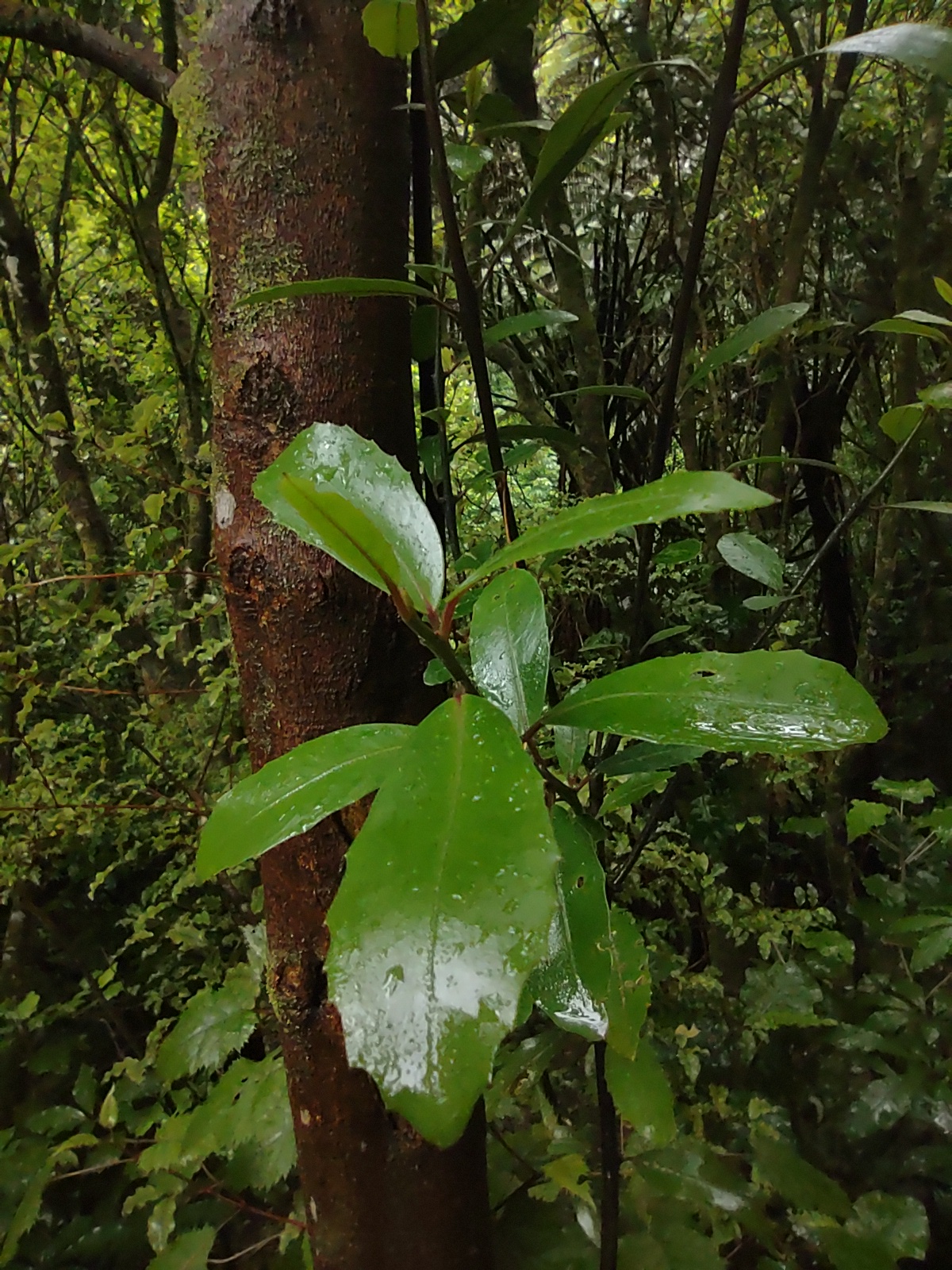 2023 Forest of Tawa pigeonwood