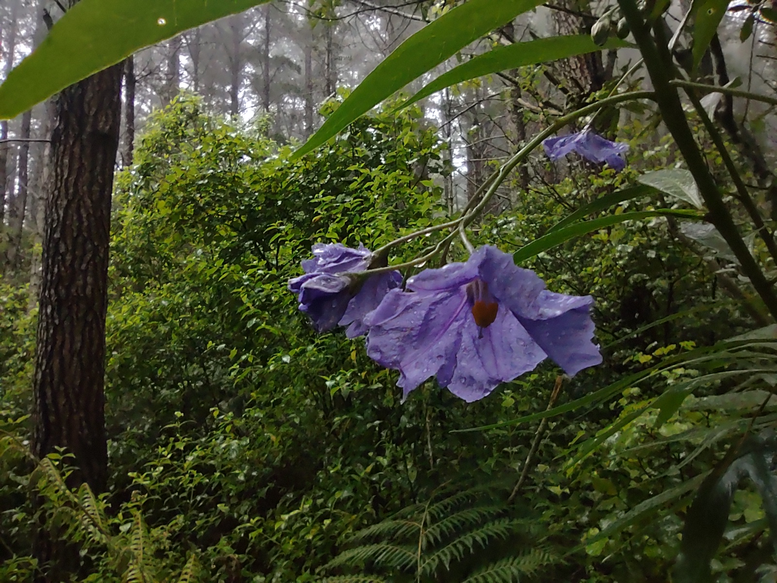 2023 Forest of Tawa Poroporo