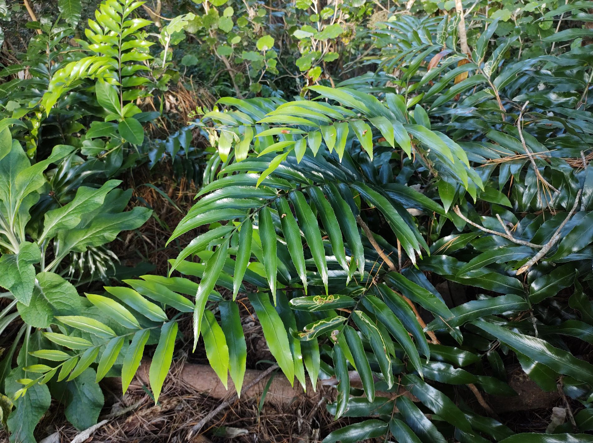 2023 Forest of Tawa Spleenwort