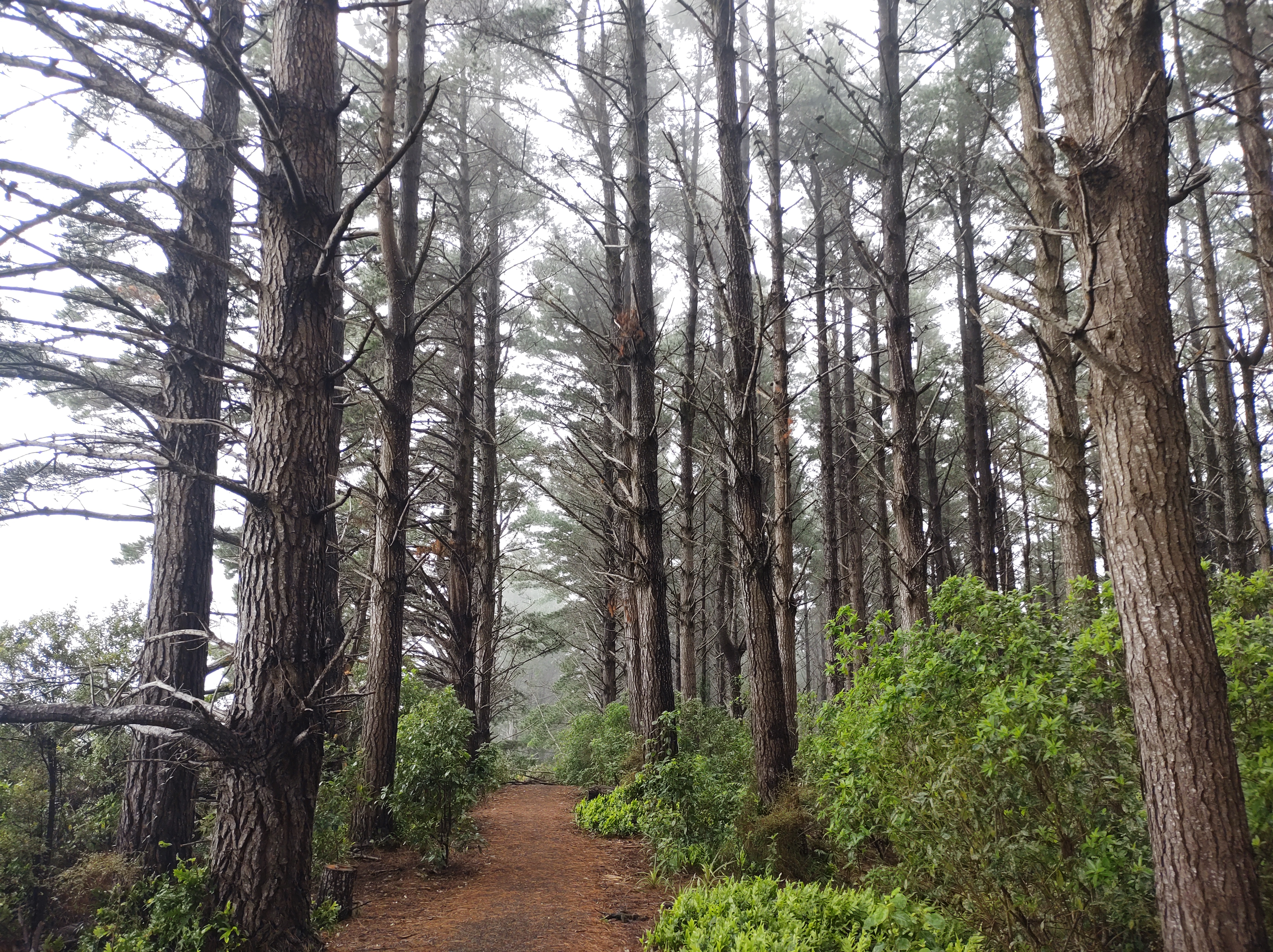 2023 Forest of Tawa View of top track