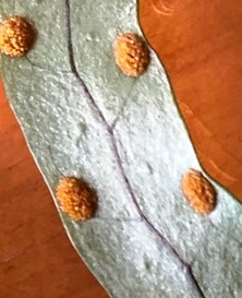 mokimoki individual sori