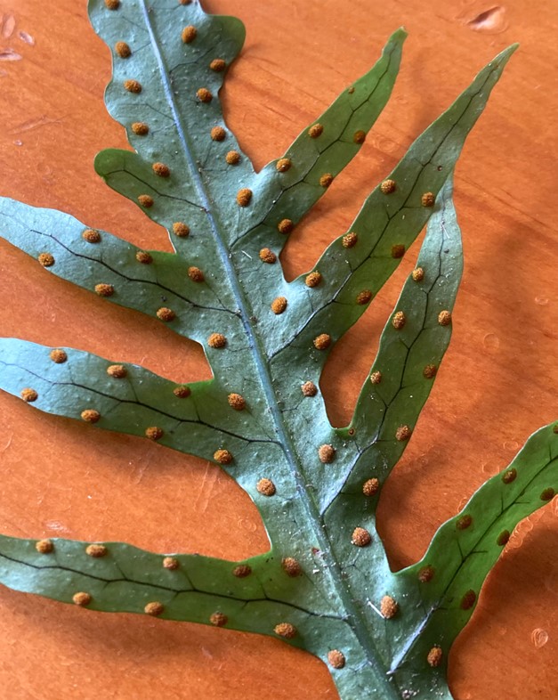 mokimoki underside frond