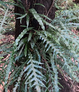 Know the native flora in Tawa reserves  – Mokimoki, fragrant fern, Microsorium fragrans (from Gil Roper’s&nbsp;writings)