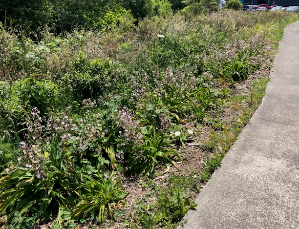 Working bee Update – Tawa Station Park‘n’Ride restoration&nbsp;area