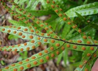 Brown mounds on underside of frond are sori, containing sporangia