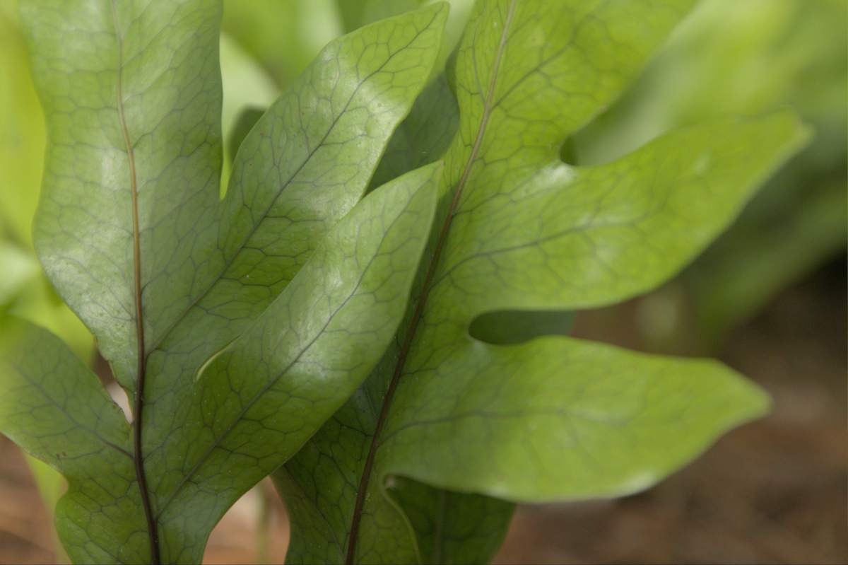 Know the native flora in Tawa reserves  – Kōwaowao, pāraharaha, hound’s tongue, Microsorium pustulatum(from Gil Roper’s&nbsp;writings)