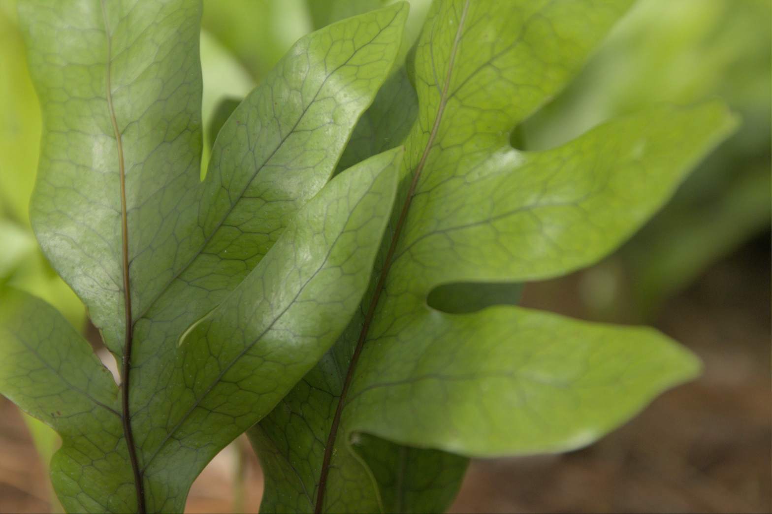 Kōwaowao, pāraharaha, hound's tongue, Microsorium pustulatum