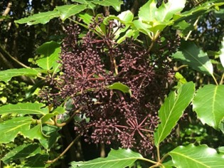 Five finger leaves and fruit