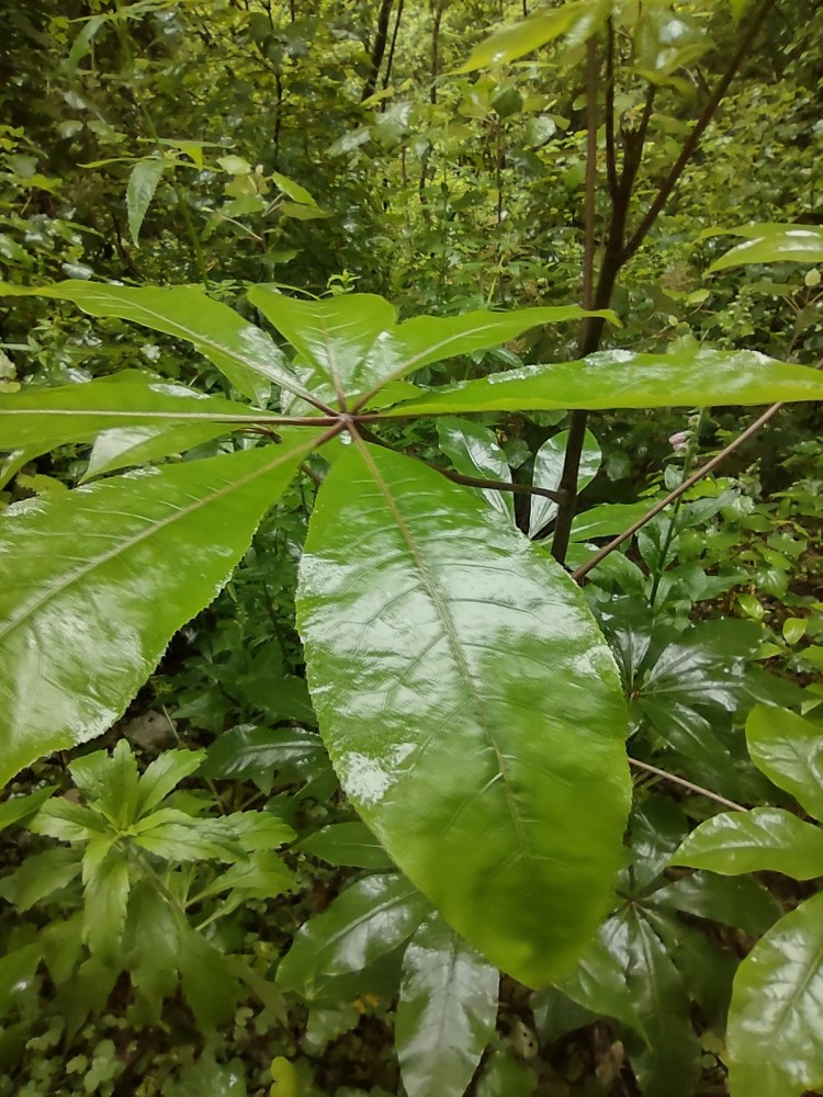 Know the native flora in Tawa reserves – Whauwhaupaku, five finger, Pseudopanax arboreus  &  Patē, seven finger, Schefflera digitata – (from Gil Roper’s&nbsp;writings)