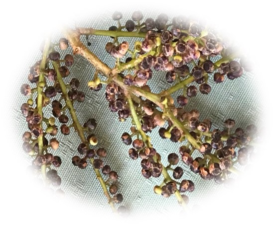 patē, fruit close up