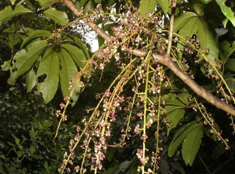 Seven finger flowers and young fruit