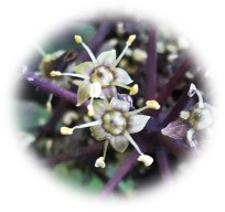 Whauwhaupaku flowers close up