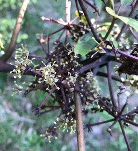Whauwhaupaku flowers