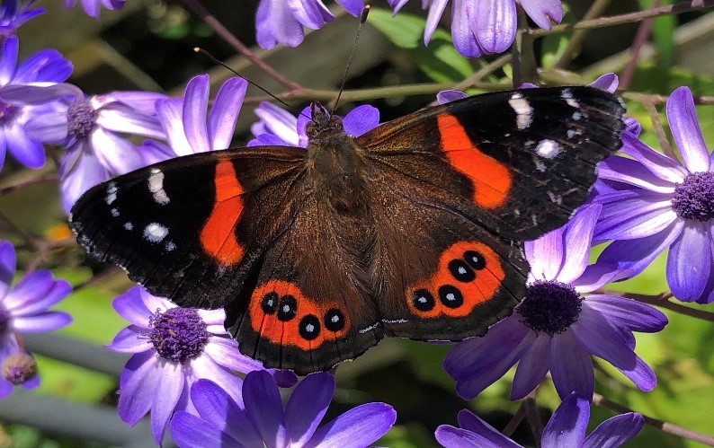 Help Save the Endangered Native Red Admiral&nbsp;Butterfly