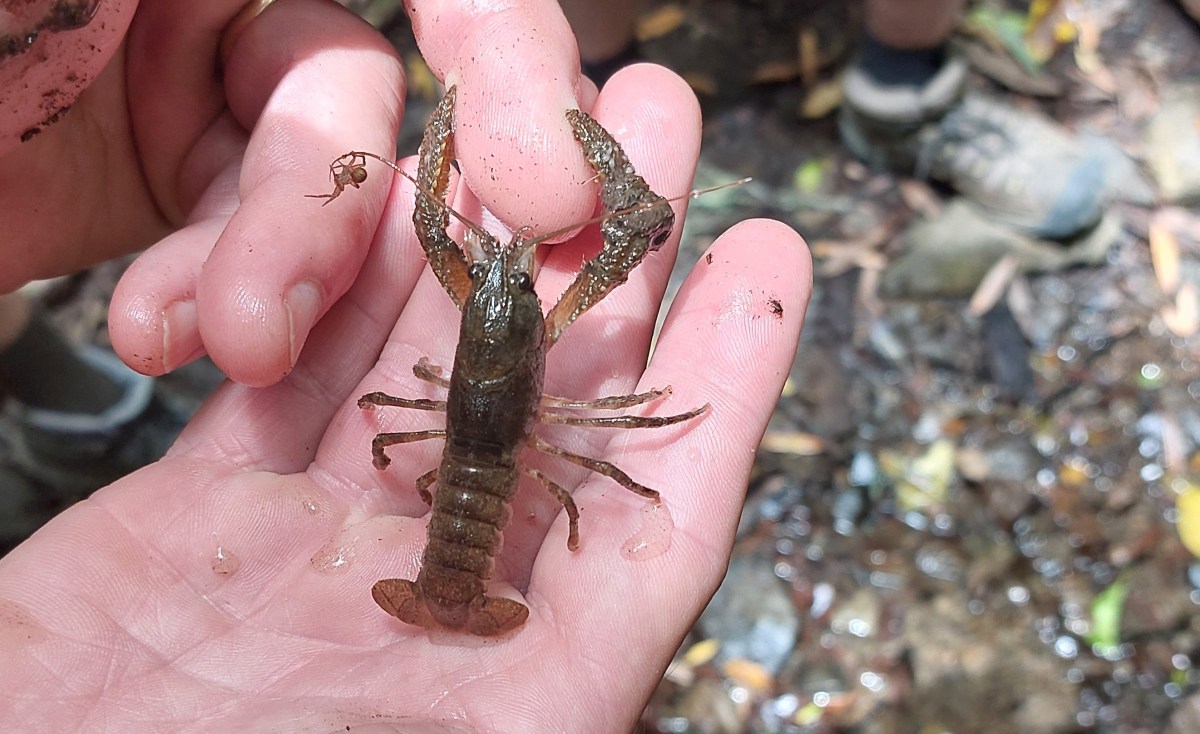 Our threatened native&nbsp;Kōura