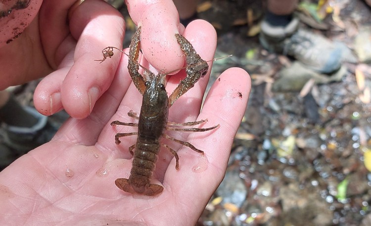 Our threatened native&nbsp;Kōura