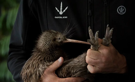 Capital kiwi shirted person with a kiwi