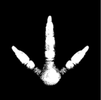 Capital Kiwi footprint of kiwi logo