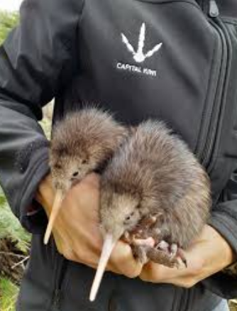 Two baby kiwi being held by Capital Kiwi person