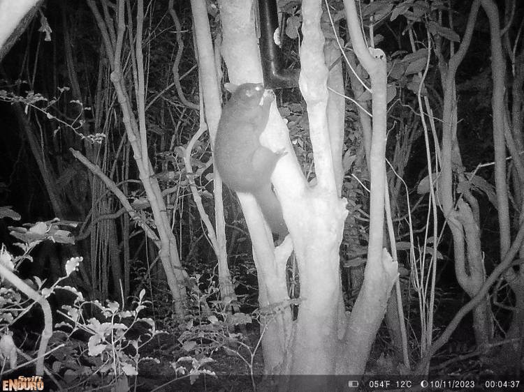 Pest Control in Tawa Reserves -update&nbsp;2025