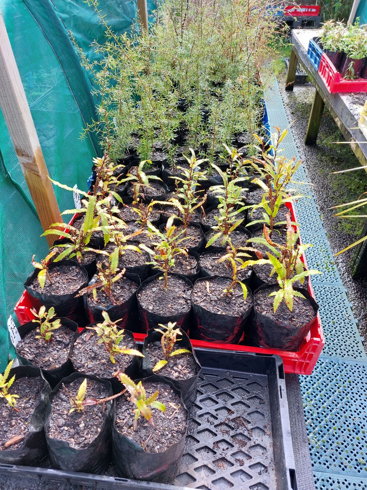 Busy potting up time in the&nbsp;nursery!