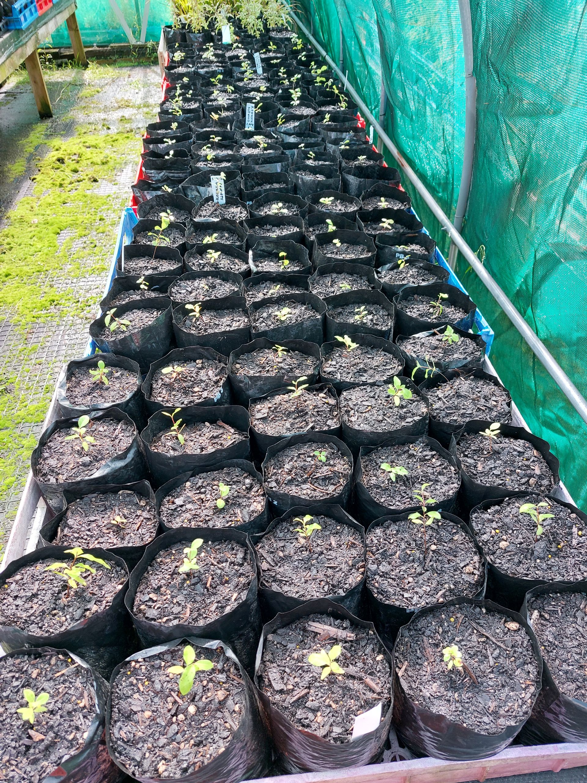 ry working bee April 2025