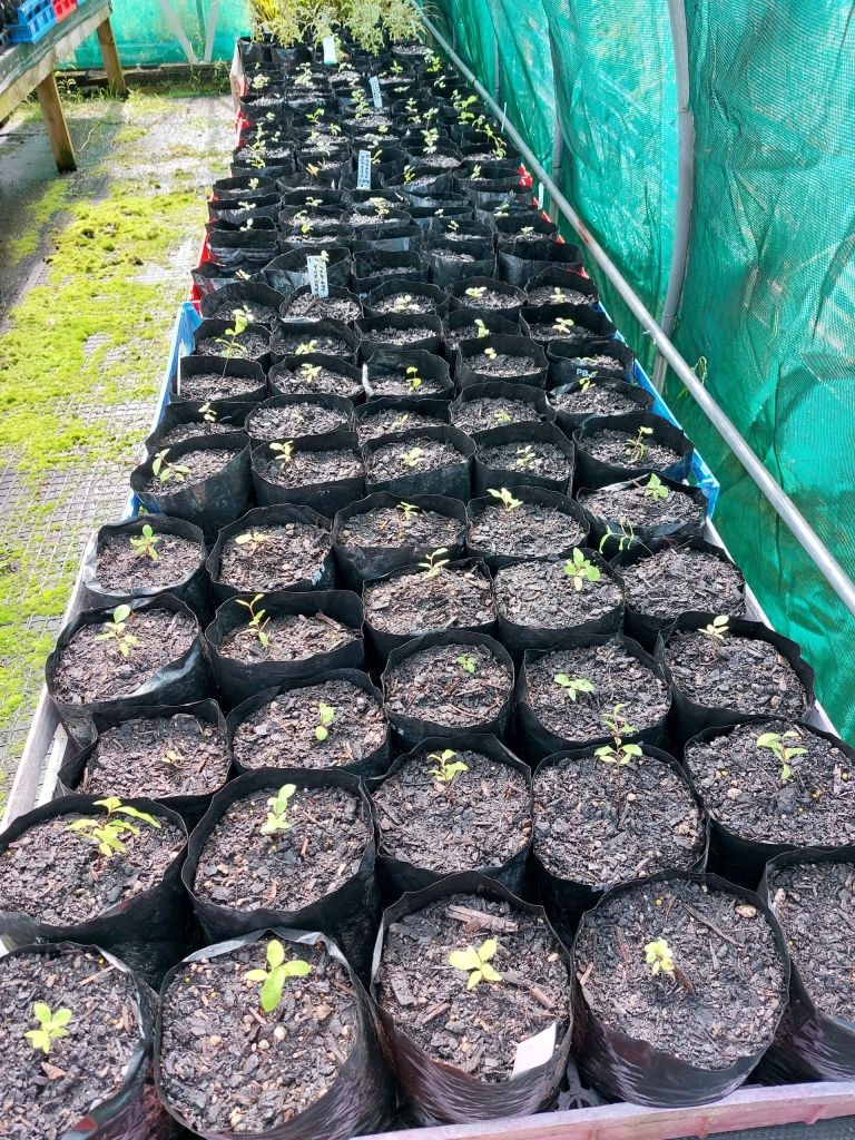 ry working bee April 2025